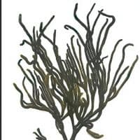 Velvet Horn Seaweed Print| Limited Edition Print | Codium Tomentosum Seaweed