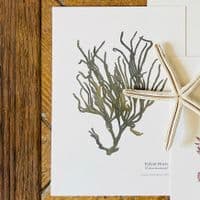 Velvet Horn Seaweed Print| Limited Edition Print | Codium Tomentosum Seaweed