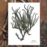 Velvet Horn Seaweed Print| Limited Edition Print | Codium Tomentosum Seaweed