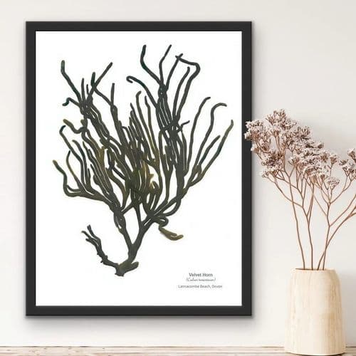 Velvet Horn Seaweed – Print