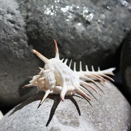 Venus Comb Shell