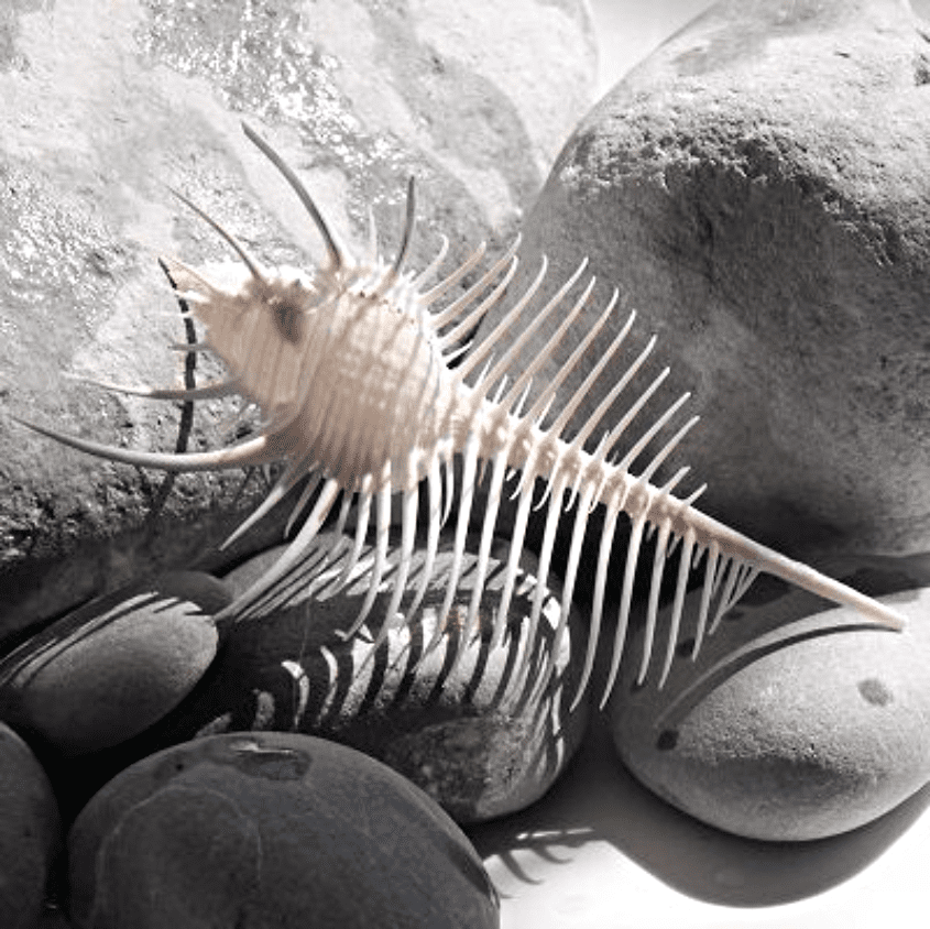 Venus Comb Shell | Murex Pectin | Seashells | Beach Shells