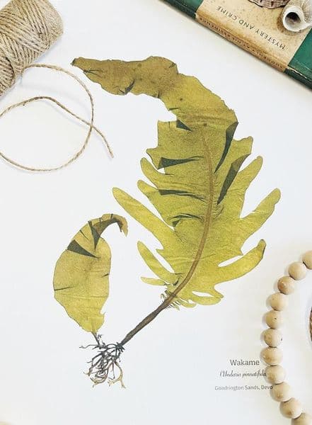 Wakame Seaweed Print | Limited Edition Print | Undaria Pinnatifida Seaweed