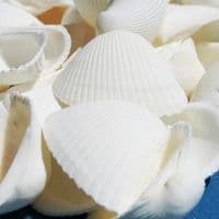 White Cockle Shells | Seashells | Beach Shells