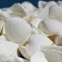 White Cockle Shells | Seashells | Beach Shells
