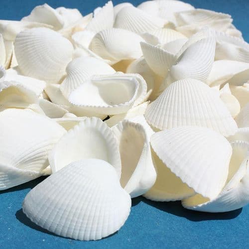 White Cockle Shells