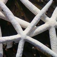 White Finger Starfish | Dried Starfish | Pointer Starfish