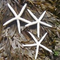 White Finger Starfish | Dried Starfish | Pointer Starfish