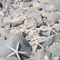 White Finger Starfish | Dried Starfish | Pointer Starfish