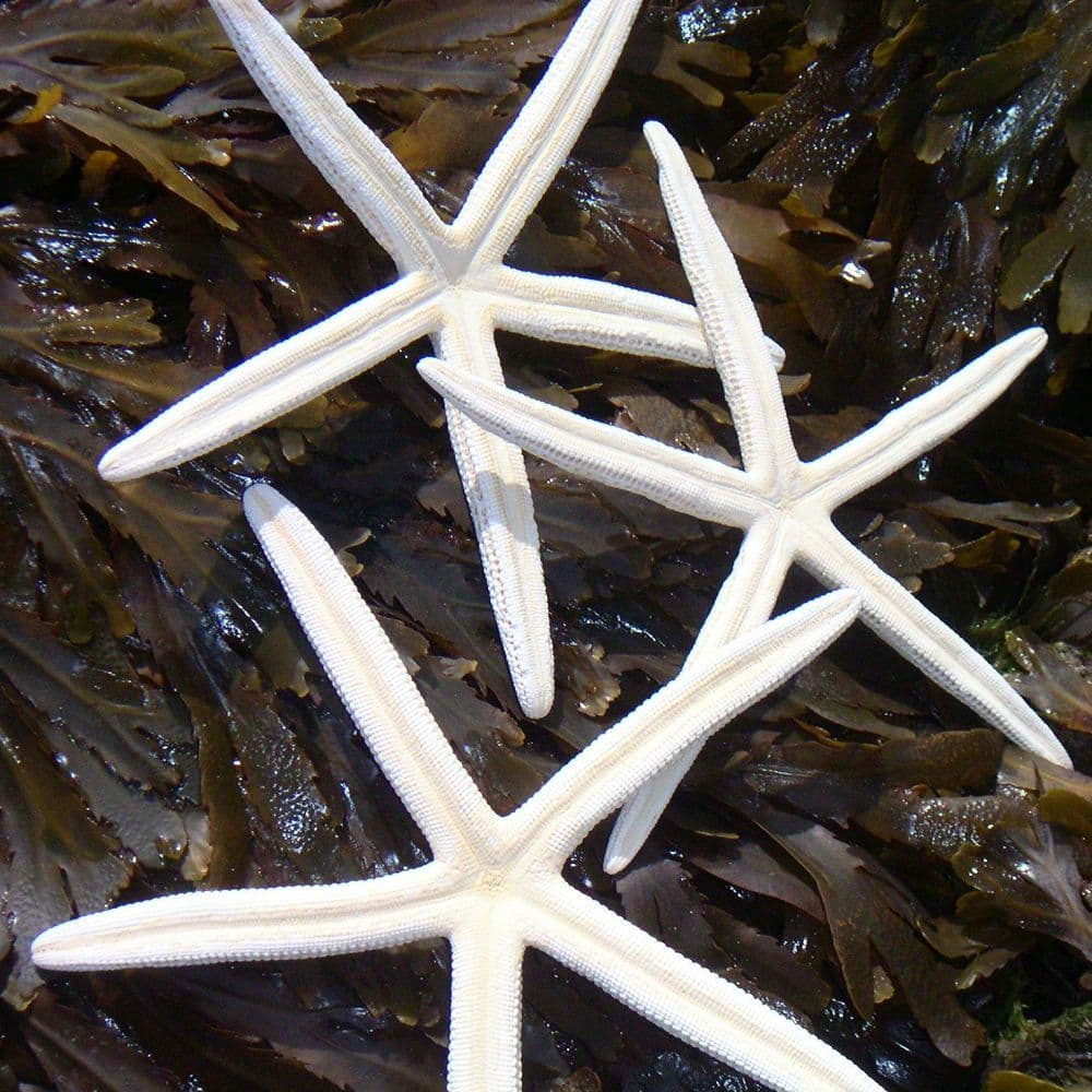 White Finger Starfish