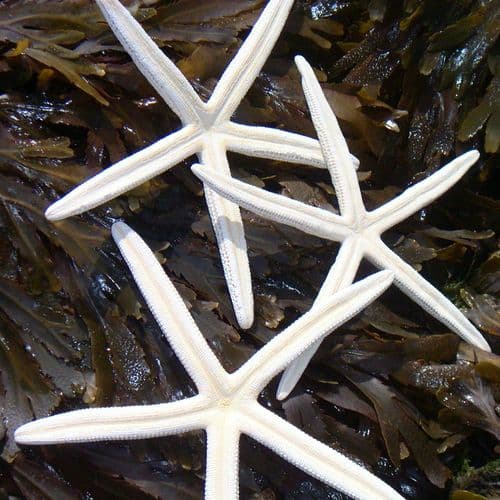 White Finger Starfish