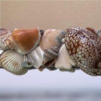 Windswept Beach Seashell Wall Mirror | Seashell Mirror