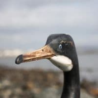 Wingspread Cormorant Bird Carving | Hand Carved Bird | Wooden Bird Carving