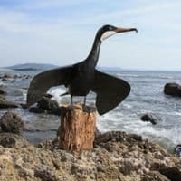 Wingspread Cormorant Bird Carving | Hand Carved Bird | Wooden Bird Carving