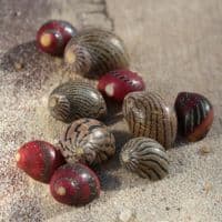 Zigzag Neritina Shell Pack | Neritidae Waigenis | Beach Shells