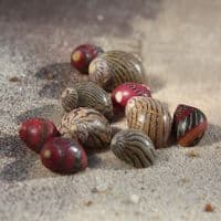 Zigzag Neritina Shell Pack | Neritidae Waigenis | Beach Shells