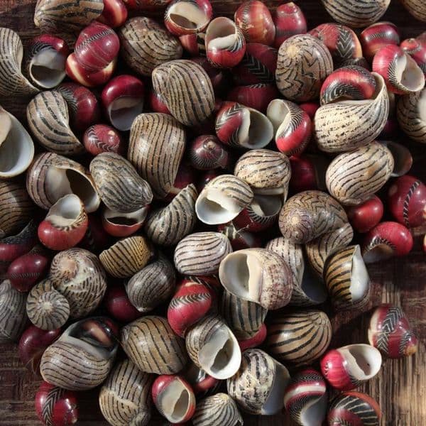 Zigzag Neritina Shell Pack | Neritidae Waigenis | Beach Shells