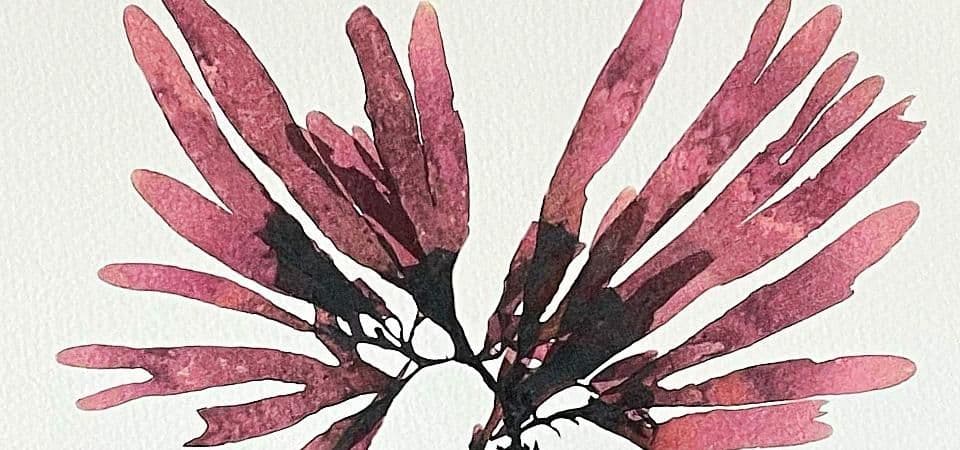 Coastal seaweed print by the Devon Seaweed Co