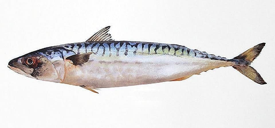 Coastal inspired print by Martyn Warren