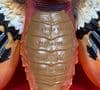 Godzilla Final Wars: Fire Mothra - 39cm Wingspan Soft Vinyl Figure