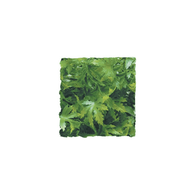 ZOO MED CANNABIS, SMALL