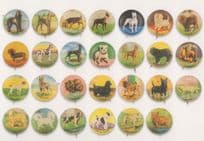 1930s Rare Dog Breeds Police Bulldog Terrier 27x Badge Postcard