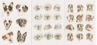 30 Dogs 3x Dog Amazing Faces Painting Postcard s