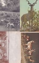 4x American Antelope Antique incl California Park Postcard s