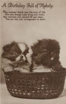 A Basket Full Of Melody Song Old Dogs Real Photo Postcard