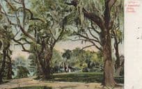 A Beautiful Drive Florida Surely WW1 Rare Antique USA Postcard