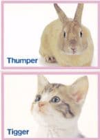 A Cat Kitten Called Tigger A Baby Rabbit Called Thumper 2x Postcard