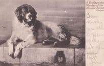 A Distinguished Member Of The Humane Society Dog Old Postcard