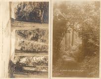 A Driveway In Stanley Park Vancouver BC Canada 2x Old Postcard s