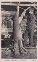 A Fine Buck Deer Quebec Canadian France Animal Hunting Trophy Old Postcard
