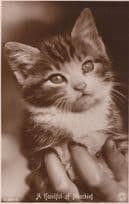 A Fistful Of Mischief Kitten Rotary Antique Real Photo Cat Postcard