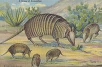 A Group Of Armadillos Old Linen USA Postcard