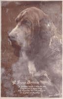 A Joyous Birthday Bloodhound Antique Dog Postcard