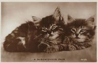 A Mischievous Pair Beautiful Kitten Cat Valentines Old RPC Postcard
