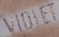 A Name Called Violet Old Postcard