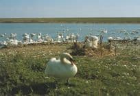 A Nest of Late Newly Hatched Cygnets Abbotsbury Swannery Dorset Postcard