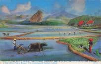 A Padi Paddy Field In London Malaya Vintage Photo Postcard