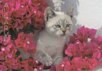 A Portugal Cat Peeping Out Of Portuguese Pink Flower Bush Postcard