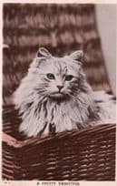 A Pretty Basketful Antique White Snowy Cat Real Photo Postcard