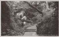 A Pretty Pathway In The Chine Isle Of Wight Real Photo Postcard