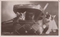 A Sample Lot Rotary Real Photo Cats In Luggage Old Postcard