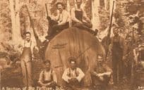 A Section Of Big Fir Tree & Workers BC British Columbia Canada Antique Postcard