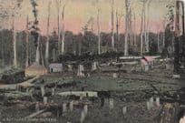 A Settler's Home Victoria Australia Old Postcard