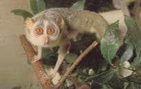A Slender Slow Loris At London Zoo Postcard