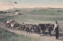 A Typical Ox Wagon South Africa Old Postcard
