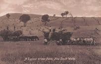 A Typical Wheat Farm New South Wales Australia WW1 Old Postcard